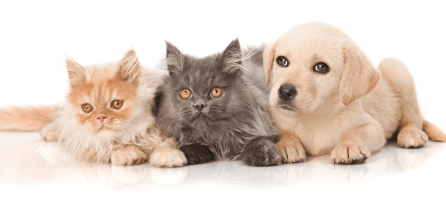 Using Olive Oil to care for your pet